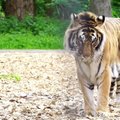 Cirko pasirodymuose dalyvavę tigrai gyvenimu mėgausis naujuose namuose