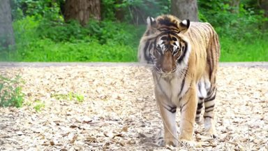 Cirko pasirodymuose dalyvavę tigrai gyvenimu mėgausis naujuose namuose