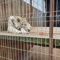 Tigro narve piršto netekusi Kalvarijos zoologijos sodo vadovė paguodos nesulaukė: to ir reikėjo tikėtis