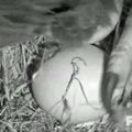 Floridoje iš kiaušinio išsirito baltagalvis ereliukas