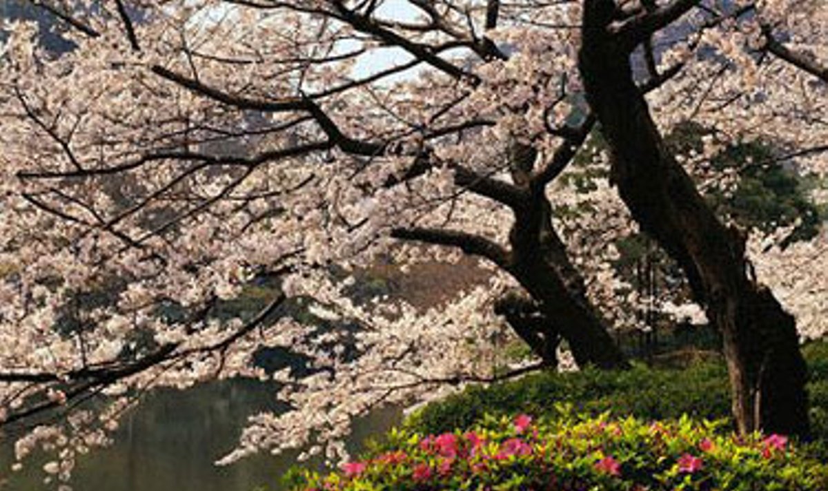 Japoniškas sodas, sakura