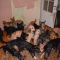 Pribloškianti situacija Ignalinoje – namuose auga 40 išalkusių šunų