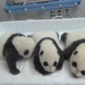 Didelio dėmesio susilaukę pandos trynukai Kinijoje jau atmerkė akis