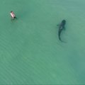 Dronas užfiksavo Majamyje prie poilsiautojų priartėjusį tigrinį ryklį
