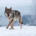 Moterį išgąsdino miške sutiktas vilkas: specialistė paaiškino, kada verta sunerimti
