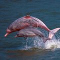 Japonijoje žvejai pagavo kelias dešimtis delfinų ir ketina juos skersti