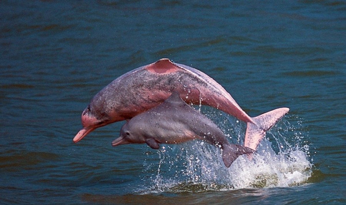 Kuprotieji delfinai 