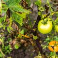 Pomidorų maras – ne tragedija: kaip išsaugoti derlių