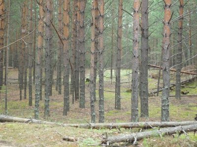 Šilas, kuriame ilsisi lietuvių tremtiniai