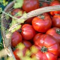 Paaiškino kartą ir visiems laikams: kuo skiriasi populiariausios pomidorų veislės ir kokiems patiekalams jie labiausiai tinka