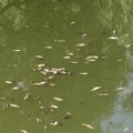 Kauno mariose gaišta smulkios žuvys: aplinkosaugininkai aiškinasi priežastis