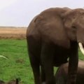 Mokslininkai išsiaiškino jautrios dramblių uoslės paslaptį