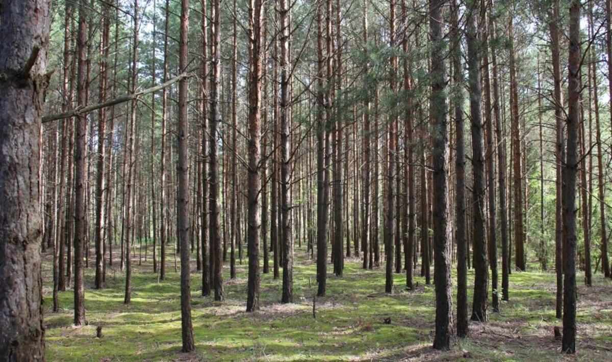 Savivaldybės pradėjo riboti lankymąsi miškuose