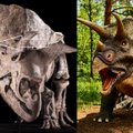 Dinozauro kaukolėje – įspūdingas mokslininkų radinys: išsiaiškino, kaip jo galvoje atsirado didžiulė skylė