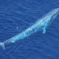 „Mėlynasis banginis“: jau dešimt ikiteisminių tyrimų