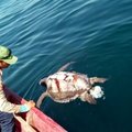 Prie Salvadoro krantų rasta šimtai negyvų jūrinių vėžlių