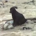Šuns gelbėjimo operacija: pavyko ištraukti iš vandens su padangos kamera