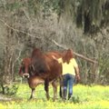 Santuoką išaugojusi moteris veganė ūkį pavertė karvių rojumi