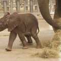 Bovalio laukinės gamtos parko pasididžiavimas – dramblio mažylis Rungwe