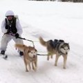 Arktyje haskiai tempia Rusijos kareivius per sniegą