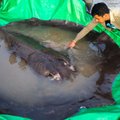 Upę Kambodžoje tyrinėję mokslininkai sugavo didžiausią pasaulyje gėlavandenį gelmių monstrą: tokio dydžio padaro dar nebuvo regėję