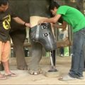 Galūnės netekusiai dramblio patelei pagamintas protezas
