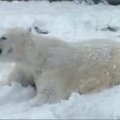 Zoologijos sode Viskonsine baltasis lokys žaidė su pirmuoju sniegu