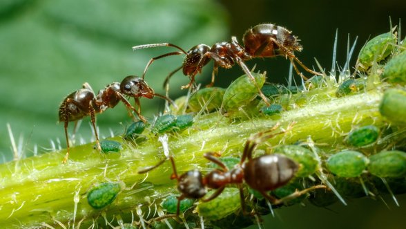 Sodus siaubia amarai ir skruzdėlės – ko griebtis