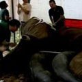 Zoologijos sode drambliui operavo dantį