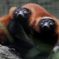 25 primatų rūšys - ant išnykimo ribos