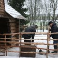 Kas dedasi Druskininkų prakartėlėje: gyvūnai tai atvežami, tai išvežami