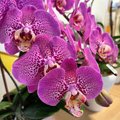 Žiupsnelis populiaraus prieskonio prikels net ir mirštantį augalą: įpilkite jo į orchidėjos vazoną