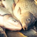 Lietuvių mėgiamas žuvis puola mirtinas priešas: kaip jį atpažinti?