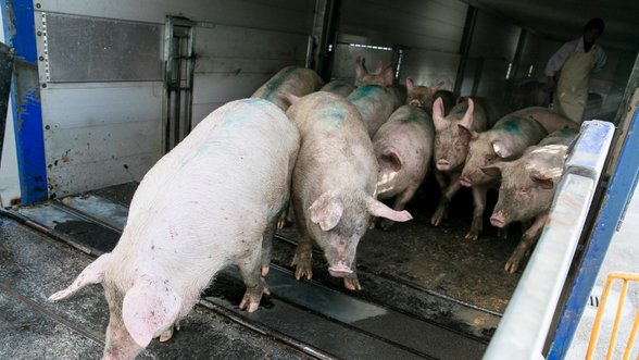 Smulkieji ūkiai prašo nebereikalauti kiaulidėse įrenginėti dušus
