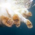 Širdį virpinantys vaizdai: baltųjų lokių gyvenimas be ledo - iš labai arti