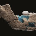 Archeologų radinys Izraelyje gali perrašyti žmonijos istoriją: tai – mokslui nežinomo ankstyvojo žmogaus liekanos