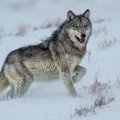 Sumedžiojus limitą, nutrauktas vilkų medžioklės sezonas
