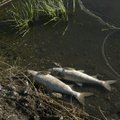 Aplinkosaugininkams įkliuvo pažeidėjas, pražudęs daugybę žuvų Jūros upėje