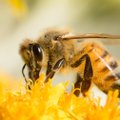 Amšiejus – laikas gelbėti bites