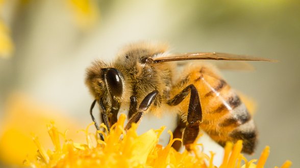 To apie bites ir medų dar nežinojote: kodėl svarbi medaus spalva?