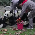 Būrelis išalkusių pandų jauniklių čiaumojo bambukų ūglius