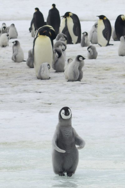 Imperatoriškieji pingvinai