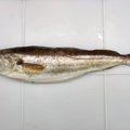 Į gaudykles Baltijos jūroje pakliuvo iš svetimų kraštų atklydusi žuvis: mokslininkai spėja, ką ji čia veikia