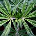 Vokietijoje sulaikyti du lietuviai, gabenę du kilogramus marihuanos