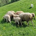 Vyras nubaustas už tai, kad jo avys apgraužė šimtamečius uosius