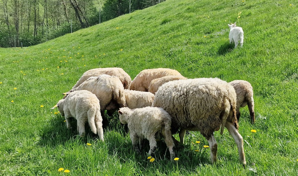 Trečius metus Ribiškių kraštovaizdžio draustinį sėkmingai „šienauja“ avys