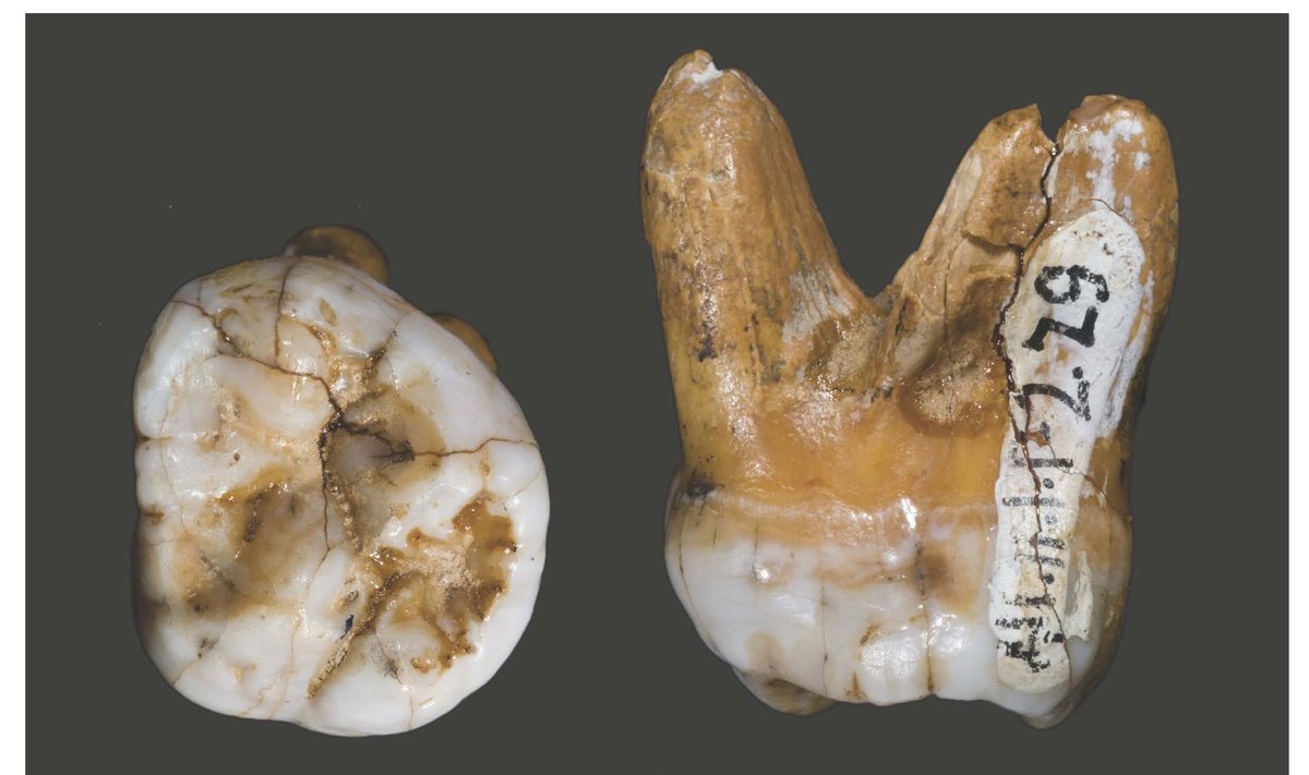 Denisoviečio dantis