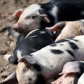 Kiaulių maras – didžiausios Lietuvos kiaulių augintojos fermoje