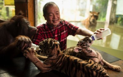 Bengalinių tigrų jaunikliai žavi Manilos zoologijos sodo lankytojus