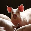 Экспорт белорусской свинины снизился в пять раз